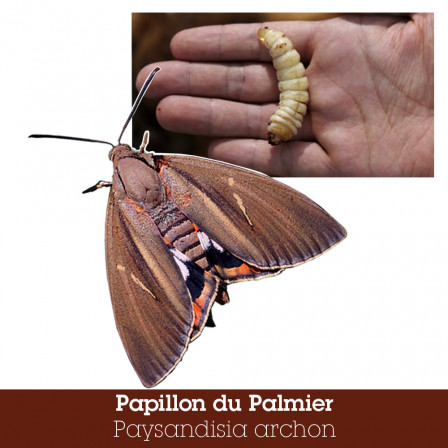 papillon palmier.jpg, août 2020